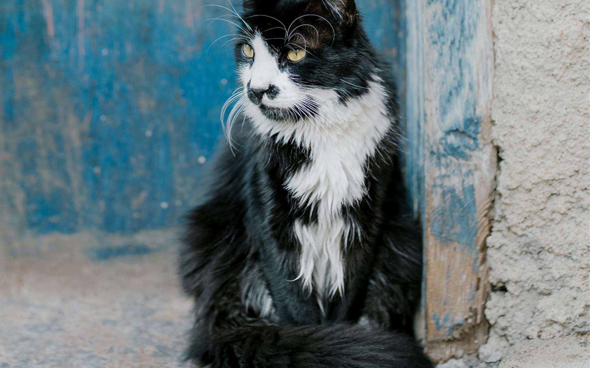 découvrez comment l'âge de votre chat se compare à celui des humains et apprenez à mieux comprendre les différentes étapes de sa vie.
