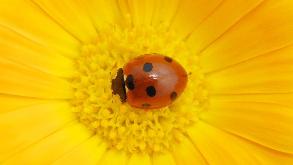 découvrez la signification des coccinelles, ces petits insectes porte-bonheur symbolisant la chance, la protection et la transformation dans de nombreuses cultures.